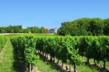 saint emilion vinyards