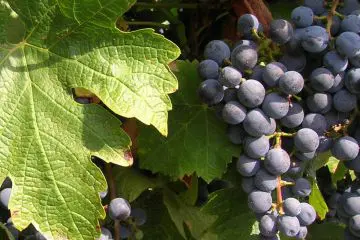 grapes 1