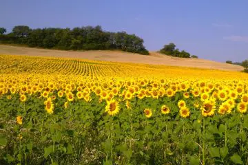 sunflowers